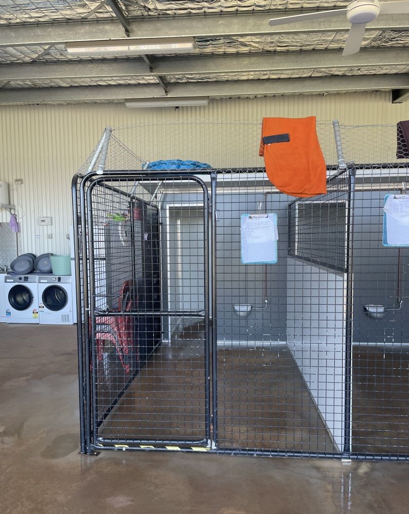 An undercover cage enclosure in a shed, a ceiling fan overhead and washing machines alongside. 