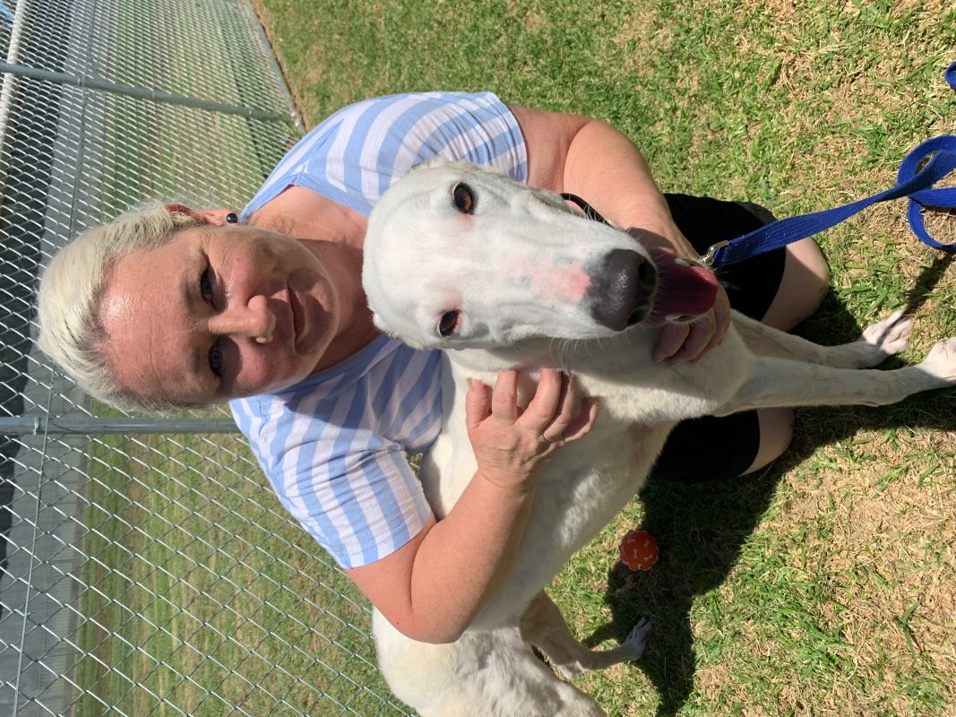 Woman in blue and white striped t-shirt kneeling with arm around a white greyhound.