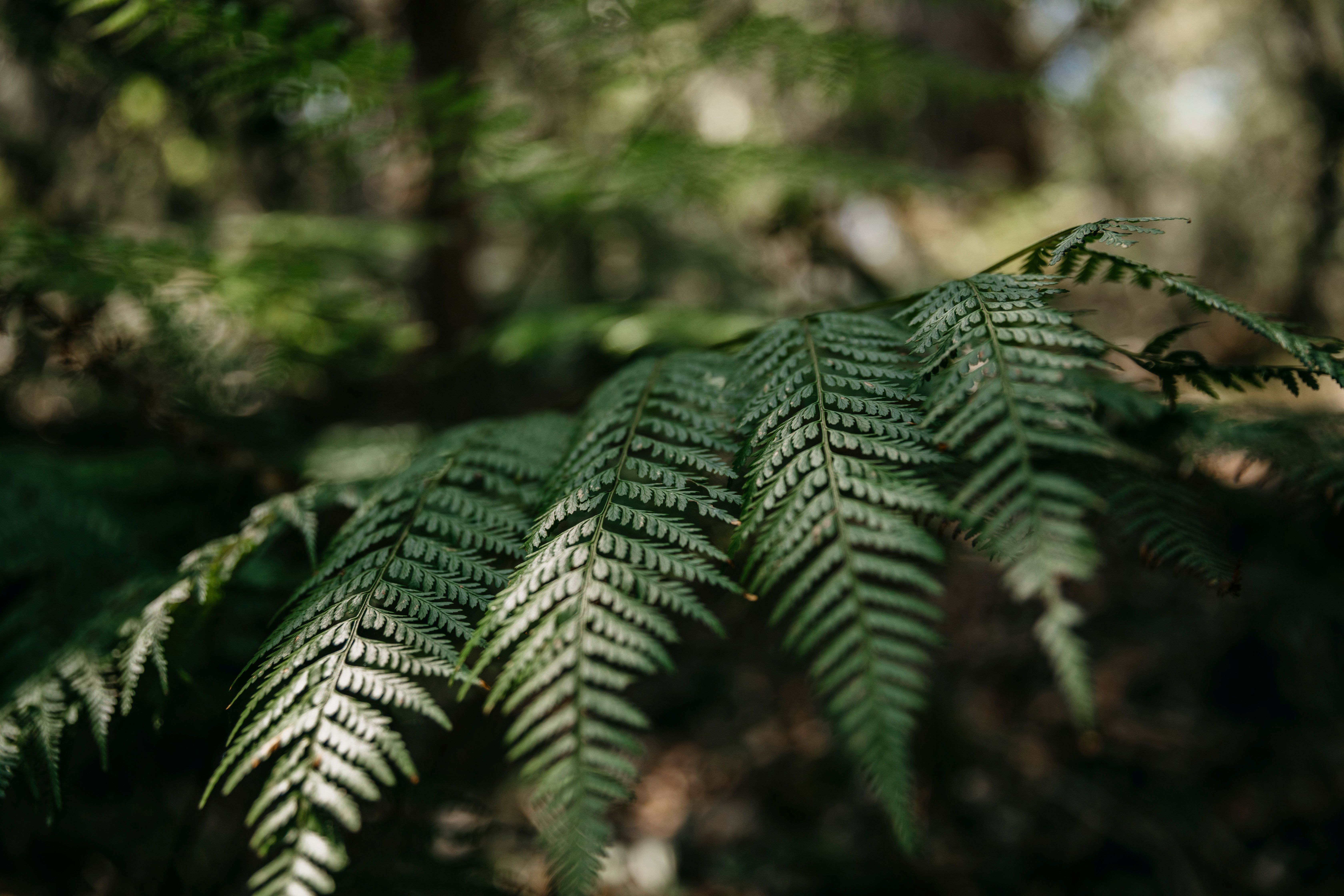 An image showing foliage along the Mount Tomaree Summit Walk in Tomaree National Park.