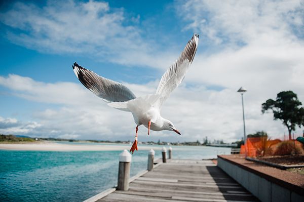 Picture of Seagull on the deck